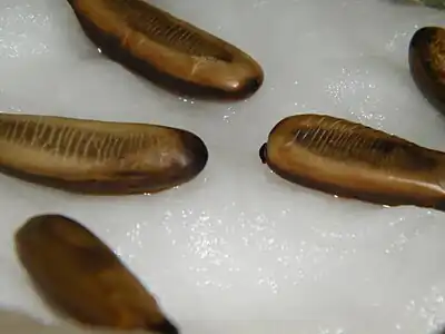 Seeds after soaking them in water for 6 days