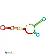 RsaE:  Secondary structure of RsaE. Rfam family RF01820