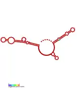 RsaG:  Secondary structure of RsaG.