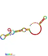 RsaI:  Secondary structure of RsaI. Rfam family RF01775