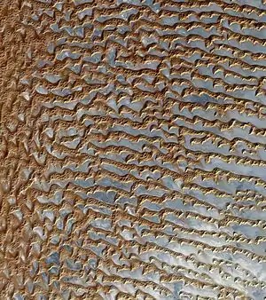 Rub' al Khali (Arabian Empty Quarter) sand dunes imaged by Terra (EOS AM-1). Most of these dunes are seif dunes. Their origin from barchans is suggested by the stubby remnant "hooks" seen on many of the dunes. Wind would be from left to right.