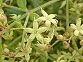 Close-up on a flowers of Rubia peregrina