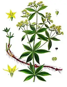 plant illustration