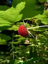 Thimbleberry