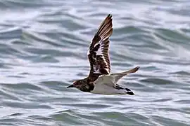 in flight, non-breeding plumage, Madagascar