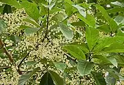 Rudraksha tree with flowers.