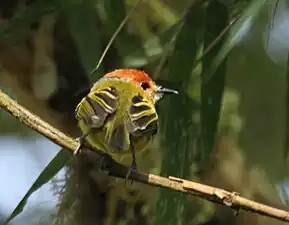 San Isidro Lodge, Ecuador