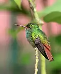 Rufous-tailed hummingbird