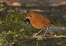 Rufous antpitta