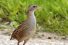 Brown bird with gray face and red legs facing left whilst walking amidst short flowering grasses toward a thicker patch of rough grasses