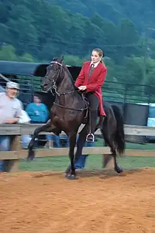 Tennessee Walking Horse at the running walk