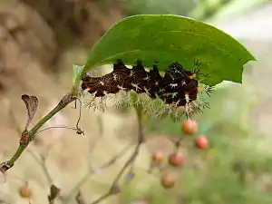 Larva