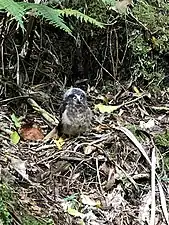 Ruru nestling at Remutaka Forest Park, New Zealand