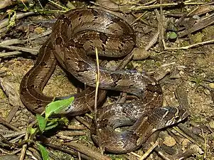 Dorsal view