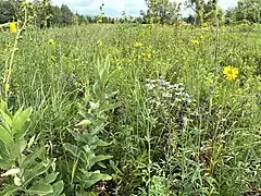 The prairie in July