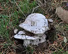 A group of white mushrooms emerging from the ground