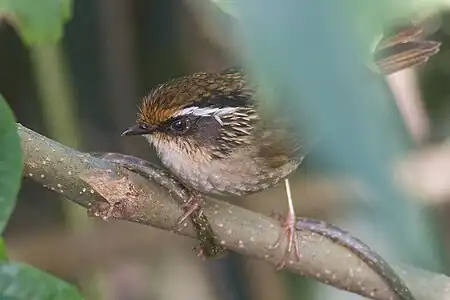 Rusty-capped fulvetta (Alcippe dubia)