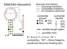 SAM-SAH riboswitch:  Secondary structure for the riboswitch marked up by sequence conservation.