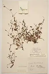 Herbarium specimen of M. tenericaulis