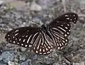 Spotted zebra(Graphium megarus)