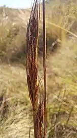 Flowering head (inflorescence)