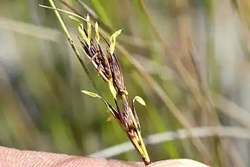 Flowering head