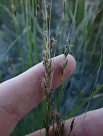 Flowering heads