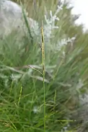 Flowering head