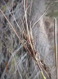 Flowering head (inflorescence)