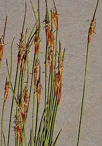 Flowering heads