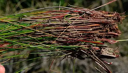 Bases of flowering stems