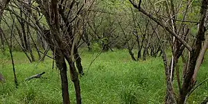 Mesquite woodlands, Sabal Palm Sanctuary, Cameron County Texas (11 April 2016).