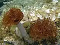 Sabella spallanzanii (feather duster worm) with radioles extended