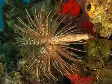 S. magnifica (magnificent feather duster worm) with radioles extended