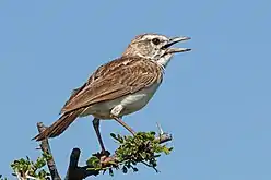 cf. C. s. waibeli, in Etosha National Park, Namibia(small-billed)