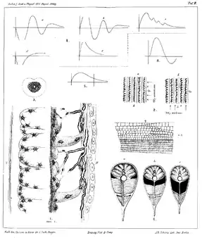 Sachs' illustration of what is now called Sachs's organ (in black at 6) in the electric eel, with electric organ discharge patterns (4, 5, 8), 1877