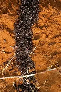 A column of small, black ants is overflowing a shallow tunnel surrounded by red dirt