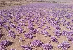 Photograph of field of saffron crocus growing in Iran