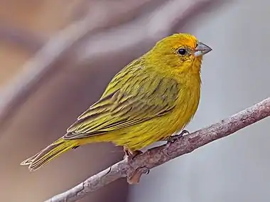 Saffron finch