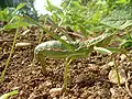 A green female laying eggs in the soil in Croatia