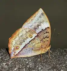 Ventral view