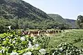 Camels in the vicinity of Salalah