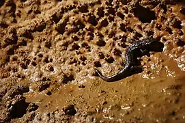 Salamander at the entrance of the cave