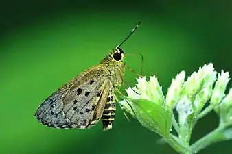 Ventral view