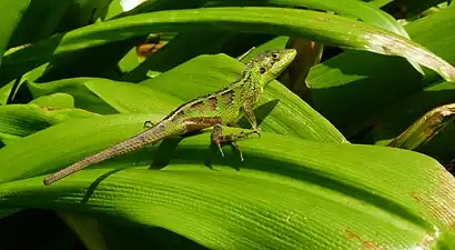 Lateral view