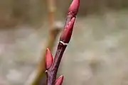 Stem and young buds