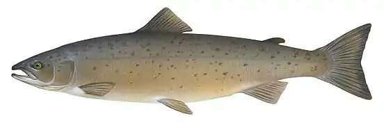 Salmon generate enough thrust with their tail fin to jump obstacles during river migrations