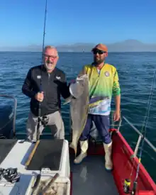 A picute of a large dusky kob caught in Mossel Bay, South Africa during a deep sea fishing trip