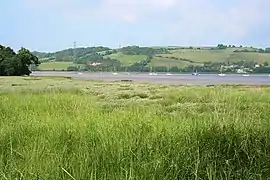 Salt marsh on a lower bank of the River Tamar