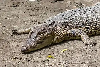 Saltwater crocodile